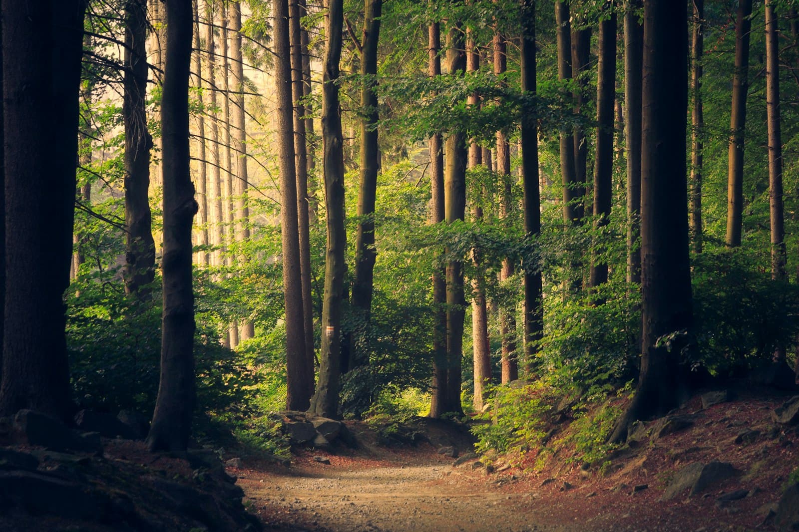 Sunlit path through a green forest